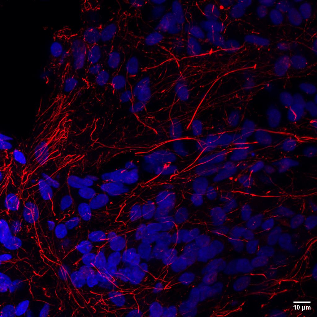 Neuronal axons in an oligo-organoid