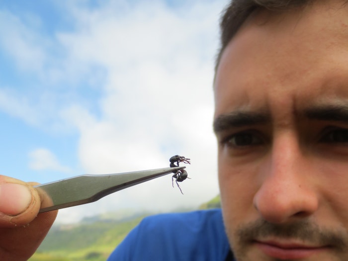 A (younger) Tom handling a Plectroctena mandibularis ant in southern Africa. 